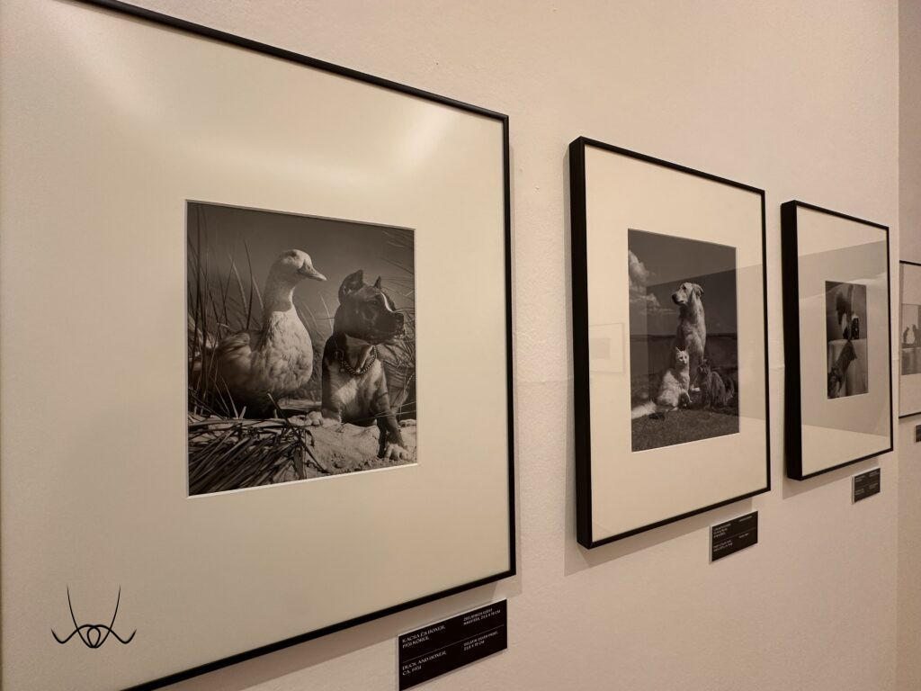 Ylla, az állatfotózás úttörője, aki a természet szabadságát fényképezte.