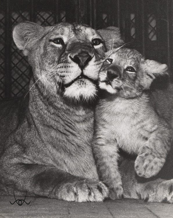 Ylla, az állatfotózás úttörője, aki a természet szabadságát fényképezte.