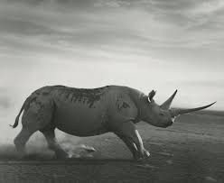 Ylla, az állatfotózás úttörője, aki a természet szabadságát fényképezte.