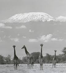 Ylla, az állatfotózás úttörője, aki a természet szabadságát fényképezte.