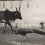 Ylla, az állatfotózás úttörője, aki a természet szabadságát fényképezte.