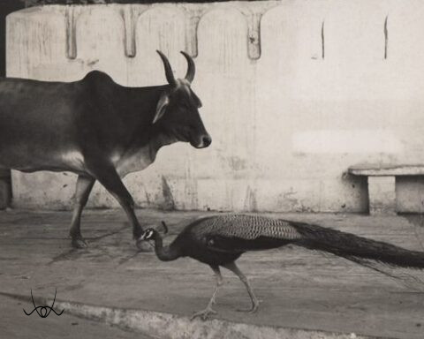 Ylla, az állatfotózás úttörője, aki a természet szabadságát fényképezte.