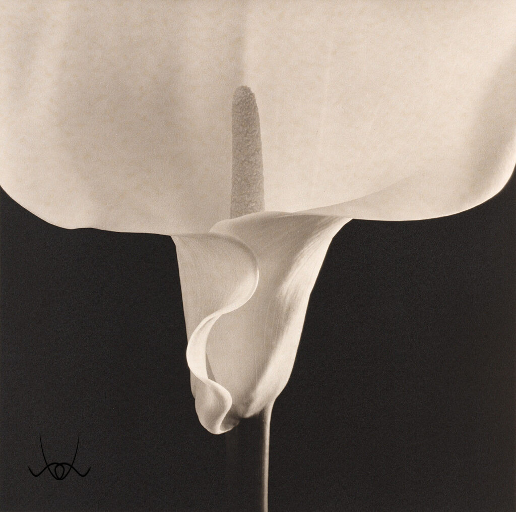 Robert Mapplethorpe