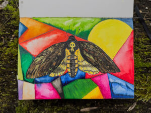 Urban Lepidoptera - Városi lepke